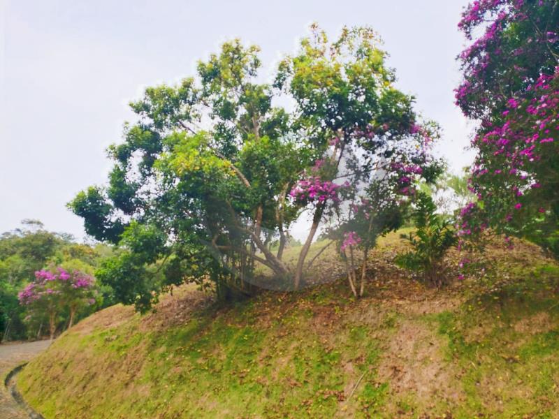 Fazenda à venda, 3500m² - Foto 4