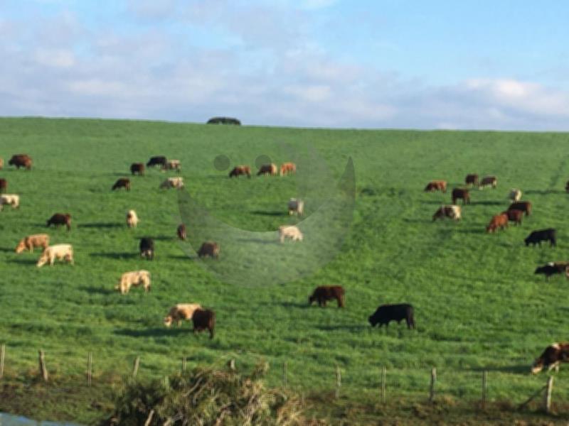 Fazenda à venda com 2 quartos, 1350000m² - Foto 5