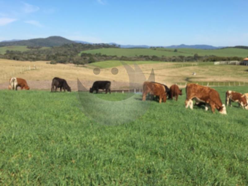 Fazenda à venda com 2 quartos, 1350000m² - Foto 6